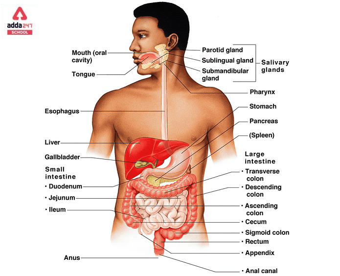 Human Digestive System Diagram, Parts, Functions Class 10_20.1