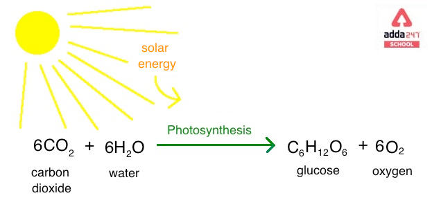 photosynthesis equation process