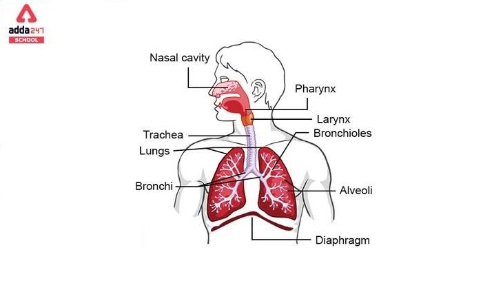respiratory systems parts and functions