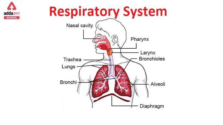 Parts of Respiratory System Diagram, Function, Organs and Diseases_20.1