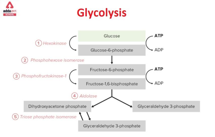 glycolysis reaction and pathway