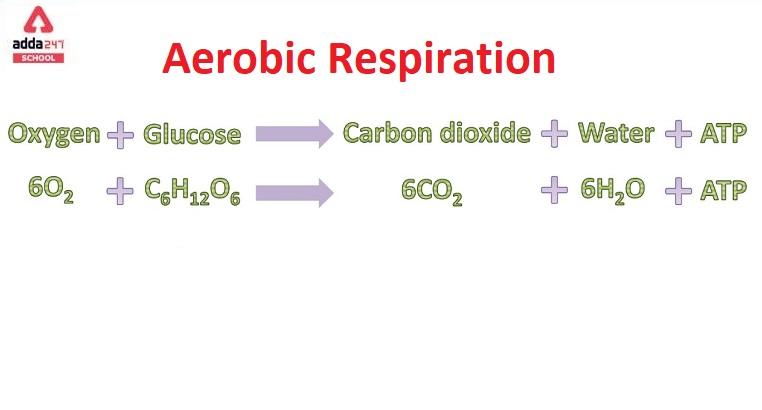 aerobic respiration reaction