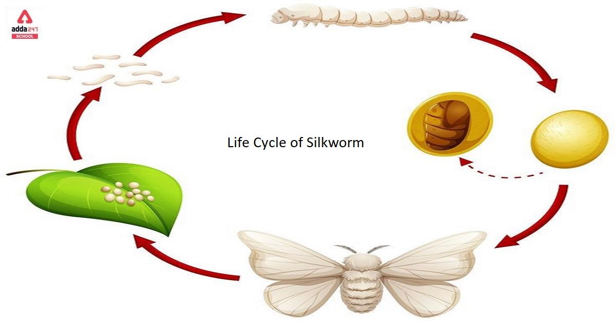 Stages of life history of mulberry silk worm Bombyx mori