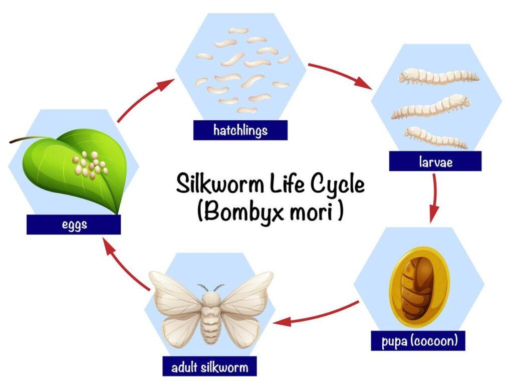 lifecycle of earthworm