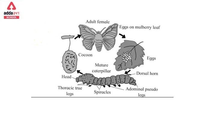 Life cycle of silk moth. Illustration of caterpillar, cocoon, butterfly.  Silkworm (Bombyx mori). Stock Vector | Adobe Stock