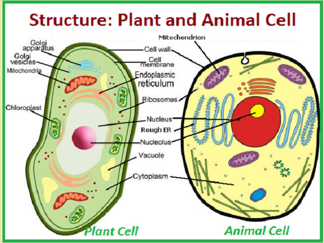 Please Explain difference between plant cell and animal cell with diagram