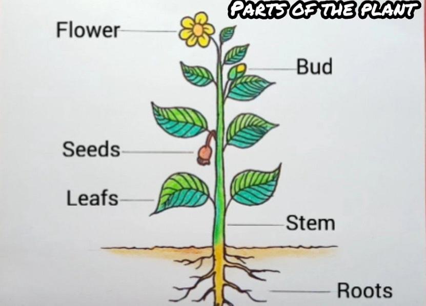 Parts of Plants - Openclipart
