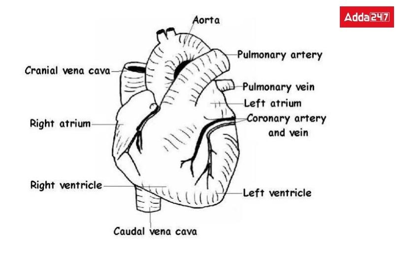 Human Heart Diagram, with labelling and Function_40.1