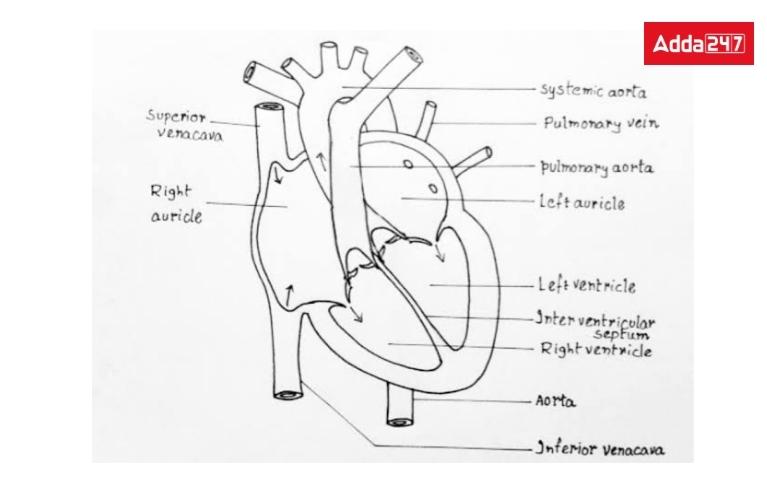 Human Heart Diagram, with labelling and Function_30.1