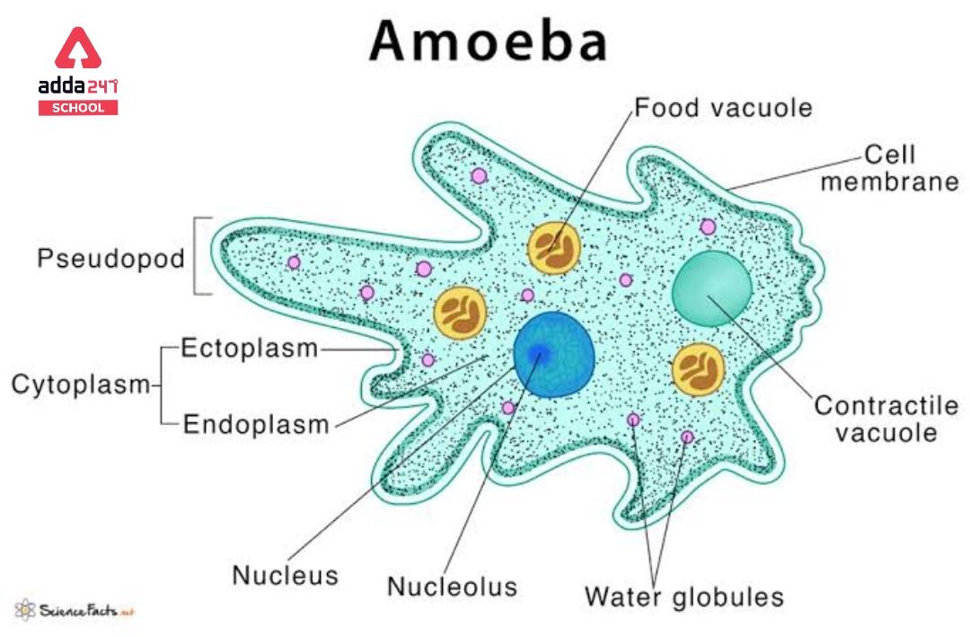 Amoeba: Cell, Diagram, Classification, Nutrition,_4.1