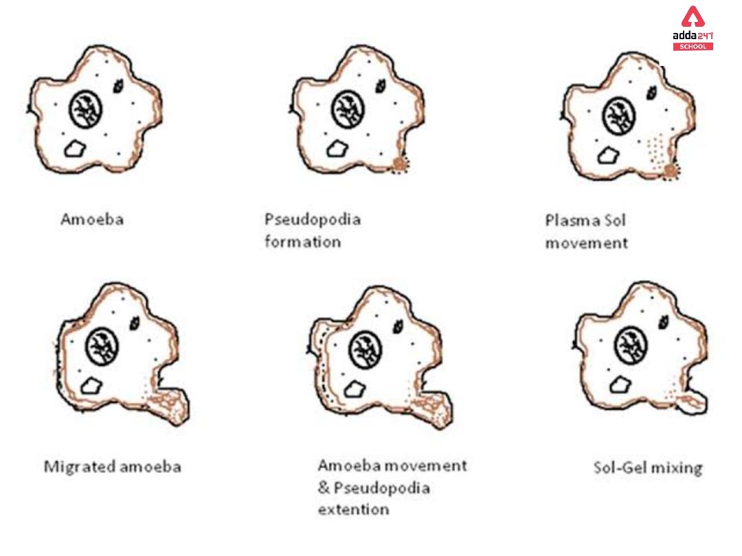 Amoeba: Cell, Diagram, Classification, Nutrition -_6.1