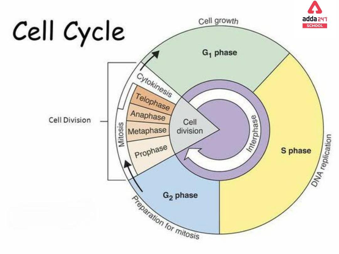 What Is Cell? - Definition, Diagram, Types, Structure & Functions_12.1