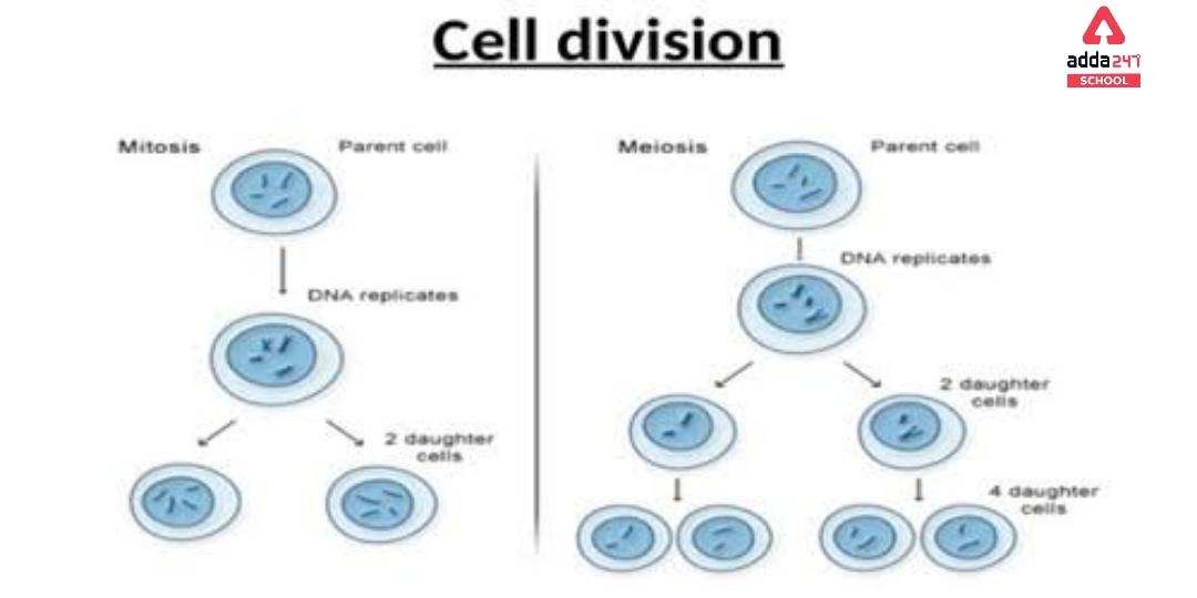 What Is Cell? - Definition, Diagram, Types, Structure & Functions_11.1