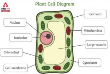 What Is Cell? - Definition, Diagram, Types, Structure & Functions_5.1