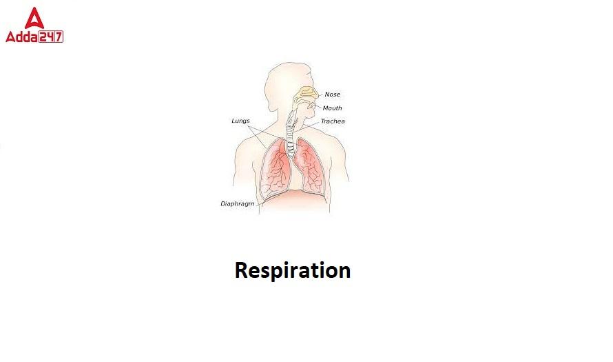 Respiration is the sequence of events that results in the exchange of oxygen and carbon dioxide between the atmosphere and the body cells.
