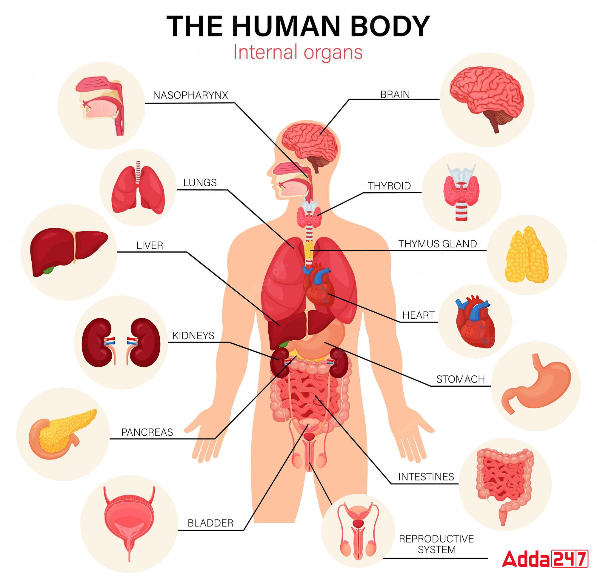 Human organs. Internal Organs of the Human body. Organ Systems in the Human body. Organs in English.