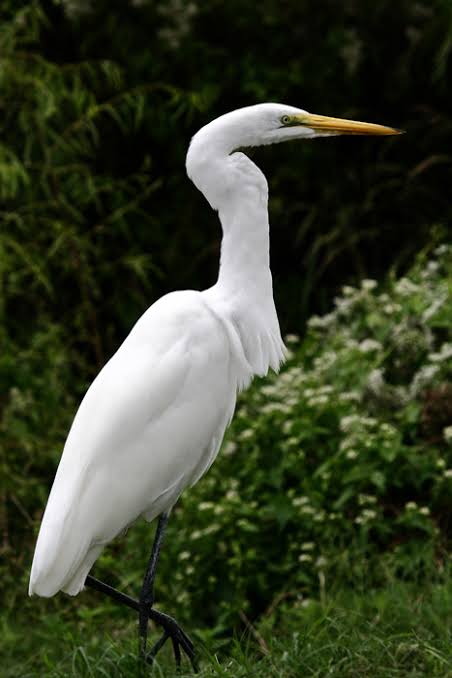 Great Egret 