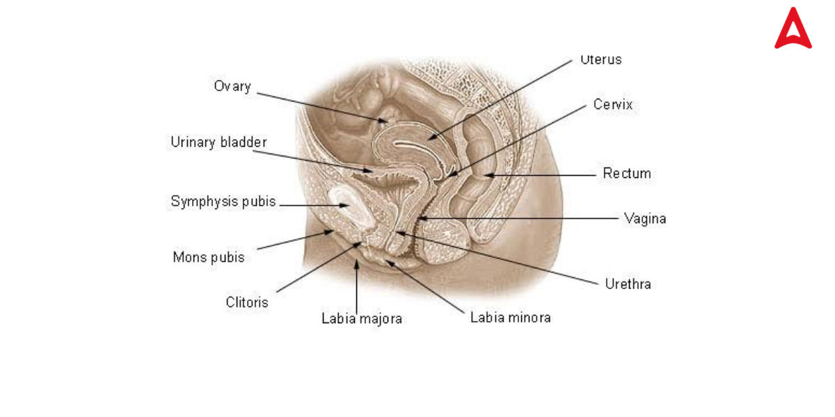 Female Reproductive System: Parts & Functions