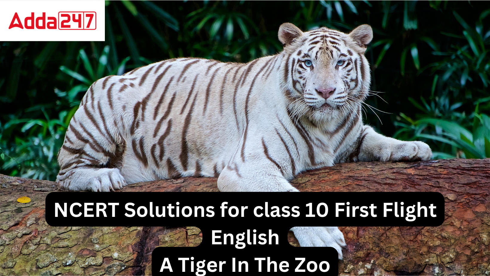 NCERT Solutions For Class 10 English First Flight Poetry Chapter 3 A Tiger in the Zoo_20.1