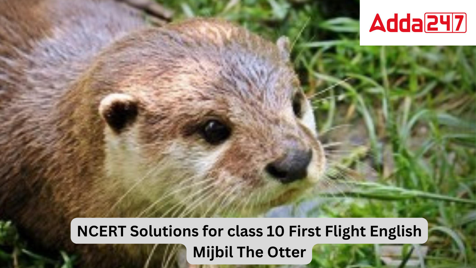 NCERT Solutions for class 10 First Flight English Mijbil The Otter
