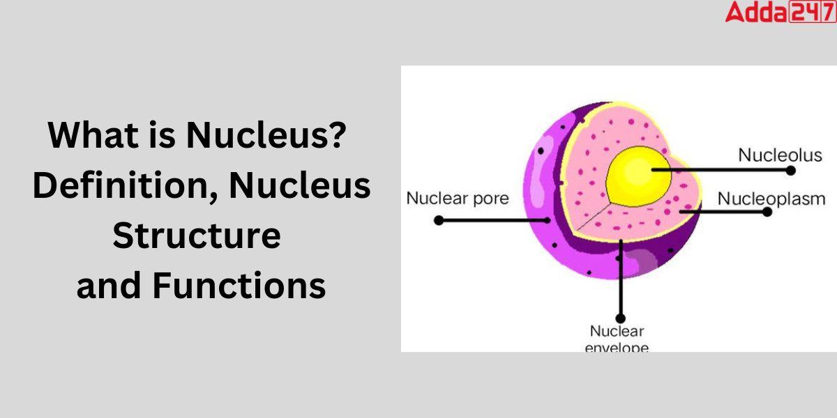 What is Nucleus- Nucleus Diagram, Function for Class 9_20.1