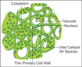 Parenchyma Cells, Tissue, Meaning, Function, and Diagram_30.1