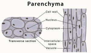 Parenchyma Cells, Tissue, Meaning, Function, and Diagram_40.1