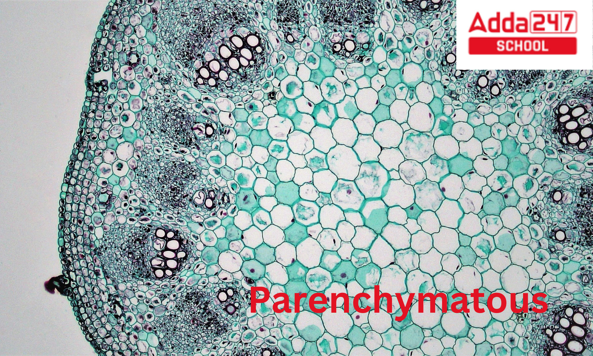 Parenchyma Cells, Tissue, Meaning, Function, and Diagram_20.1
