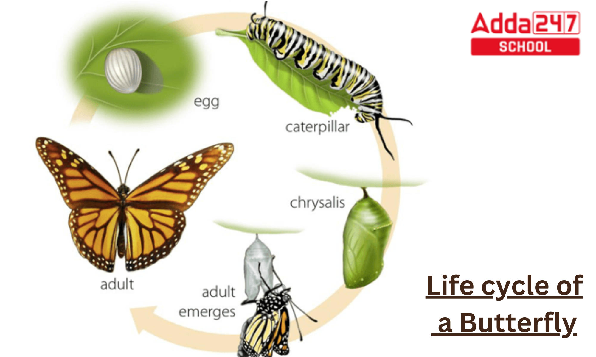 Life Cycle of Butterfly Project, Drawing for Class 8 & 4