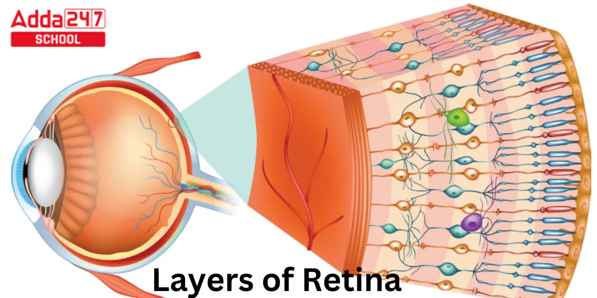 Layers of Retina
