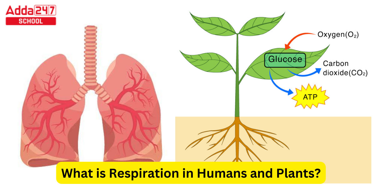 What is Respiration in Humans and Plants?