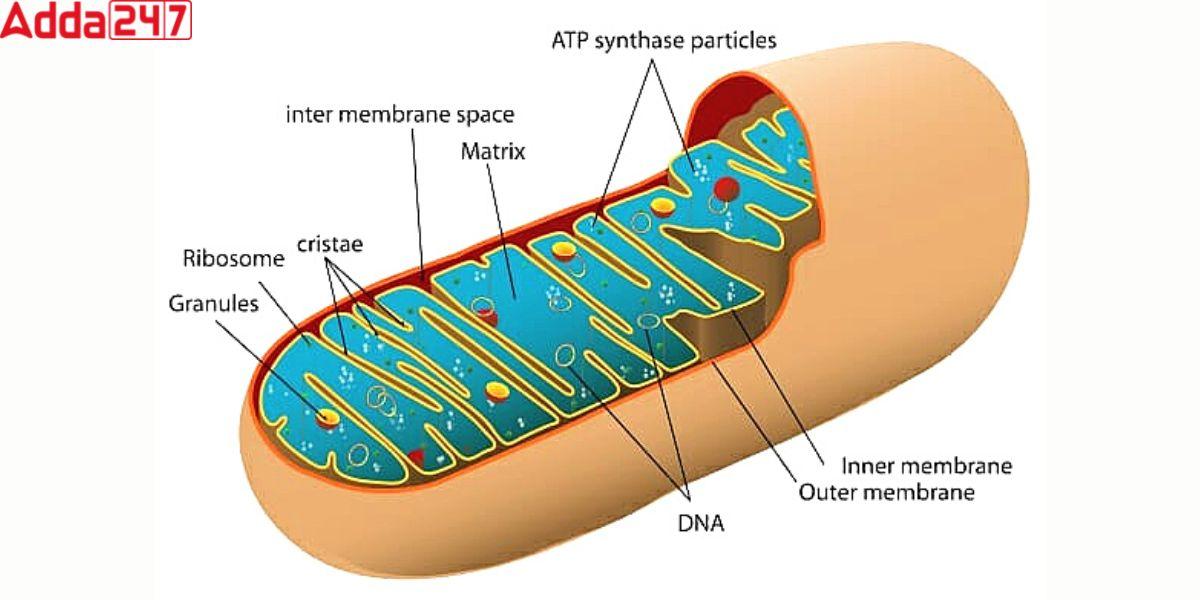 Mitochondria Diagram, Function, Structure for Class 9_40.1
