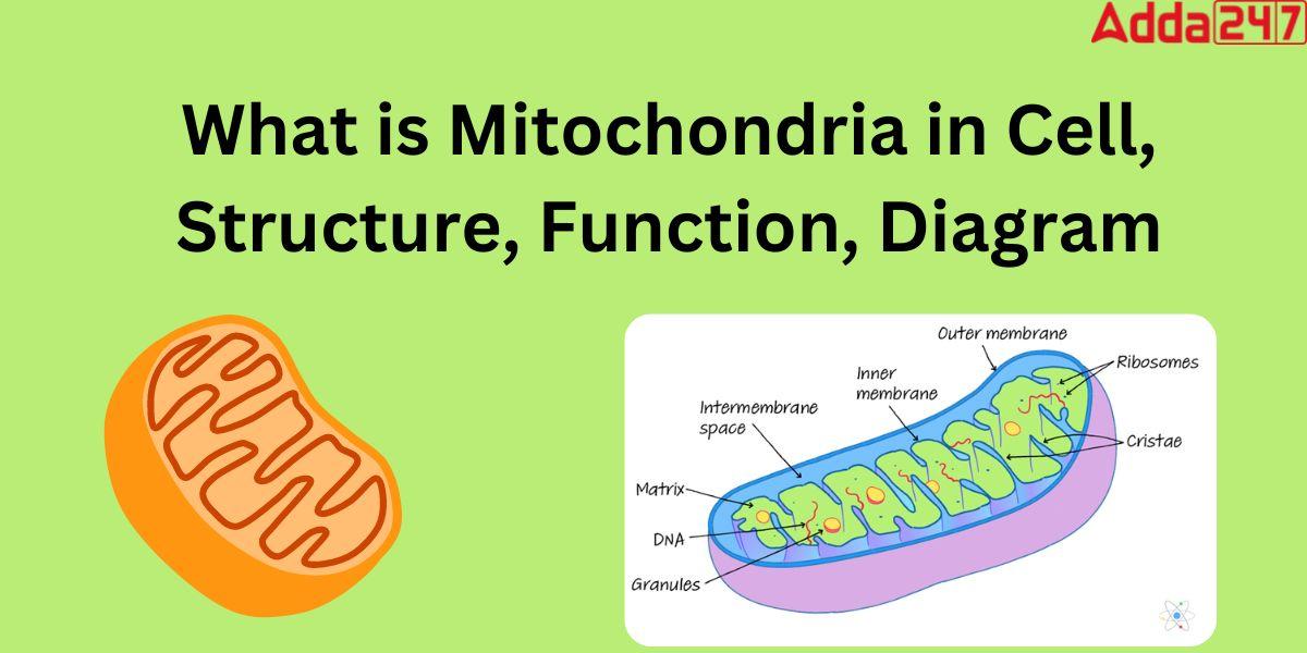 Mitochondria Diagram, Function, Structure for Class 9_20.1