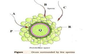 Class 12 Biology Sample Paper 2024 with Answers PDF Download_13.1