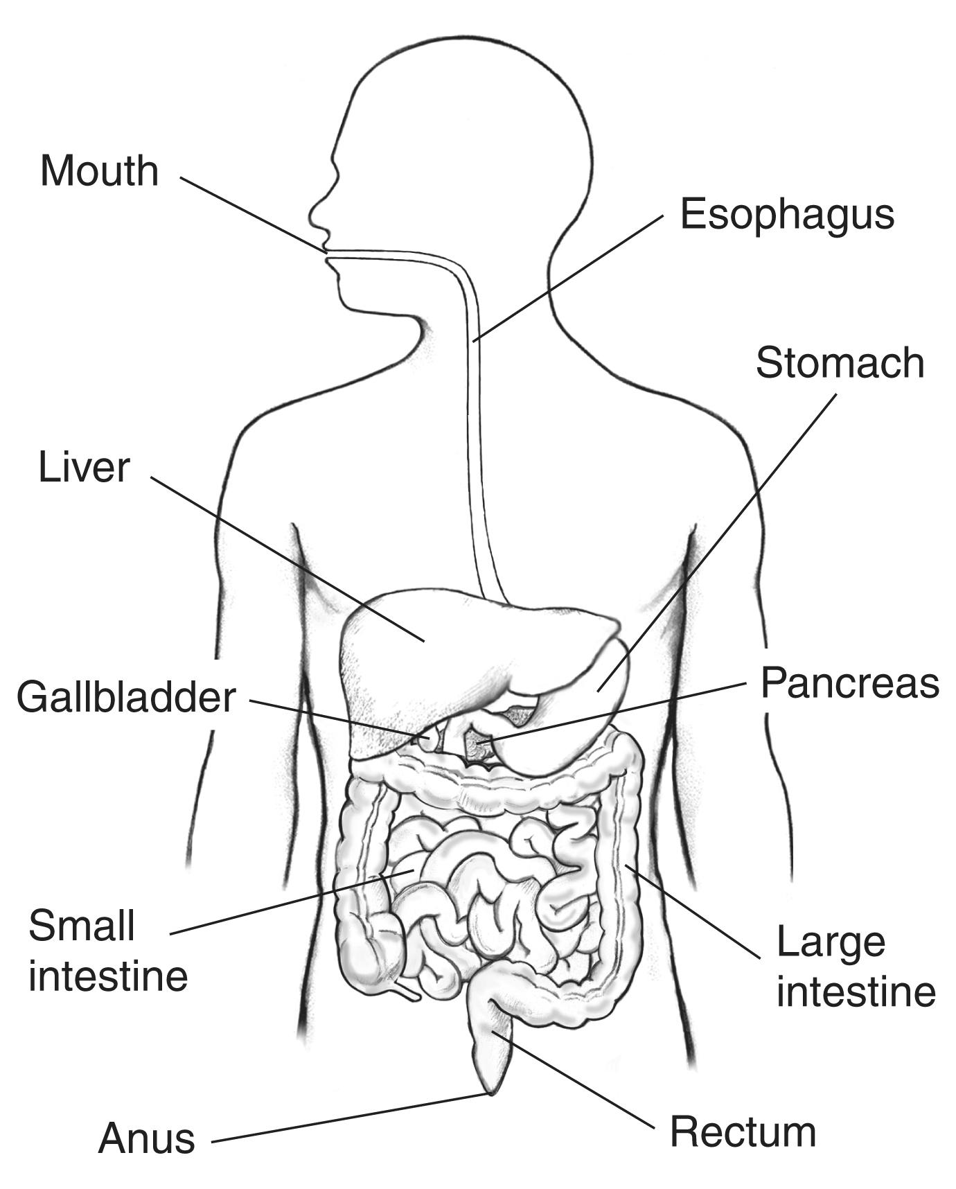 Human Digestive System Diagram, Parts, Functions Class 10_70.1