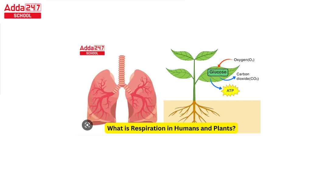 what is respiration
