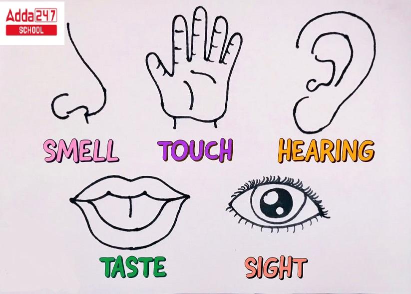 five senses icon, outline design with name, sight, hear, smell, taste,  touch. Download a Free Preview or High… | Body preschool, Body part drawing,  Senses preschool