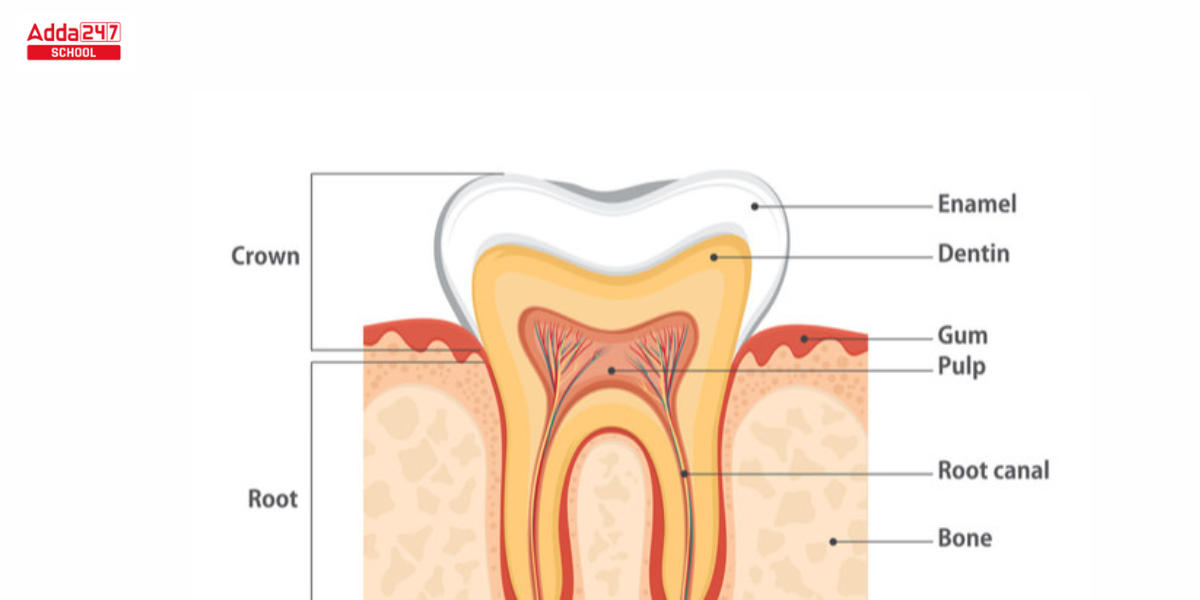 Types of Teeth and Their Functions and Diagram_7.1