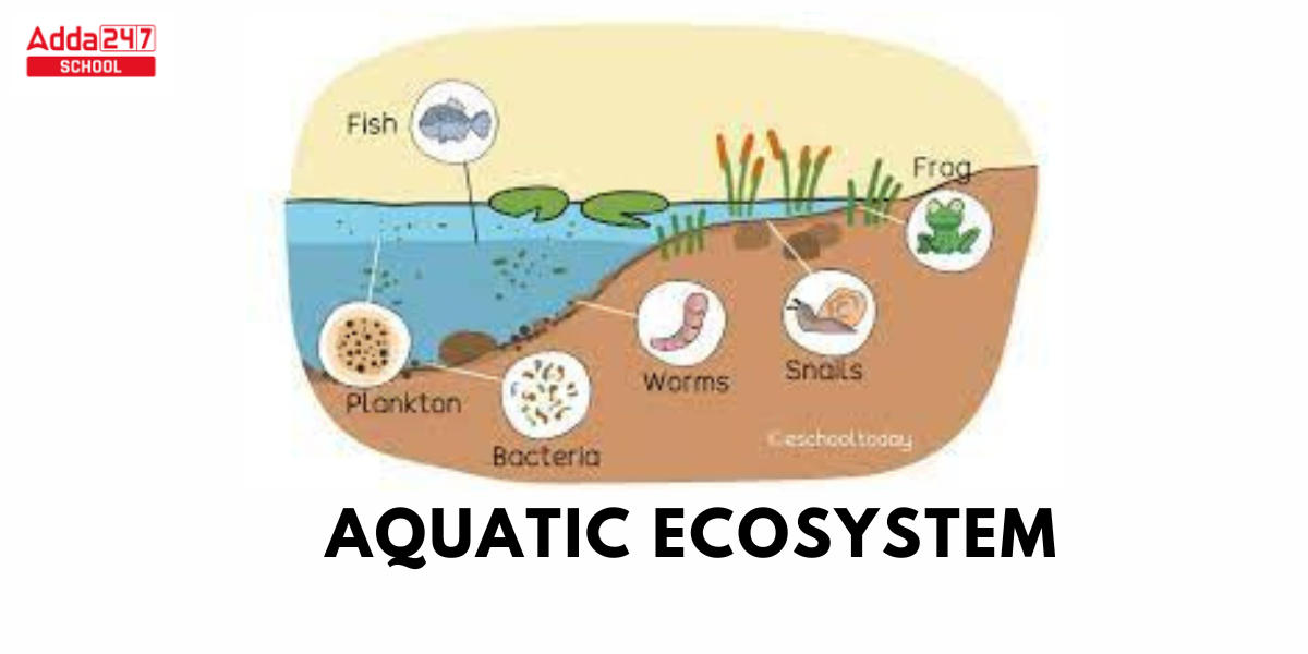Types of Ecosystems, Diagram, Structure, Different Components -_4.1
