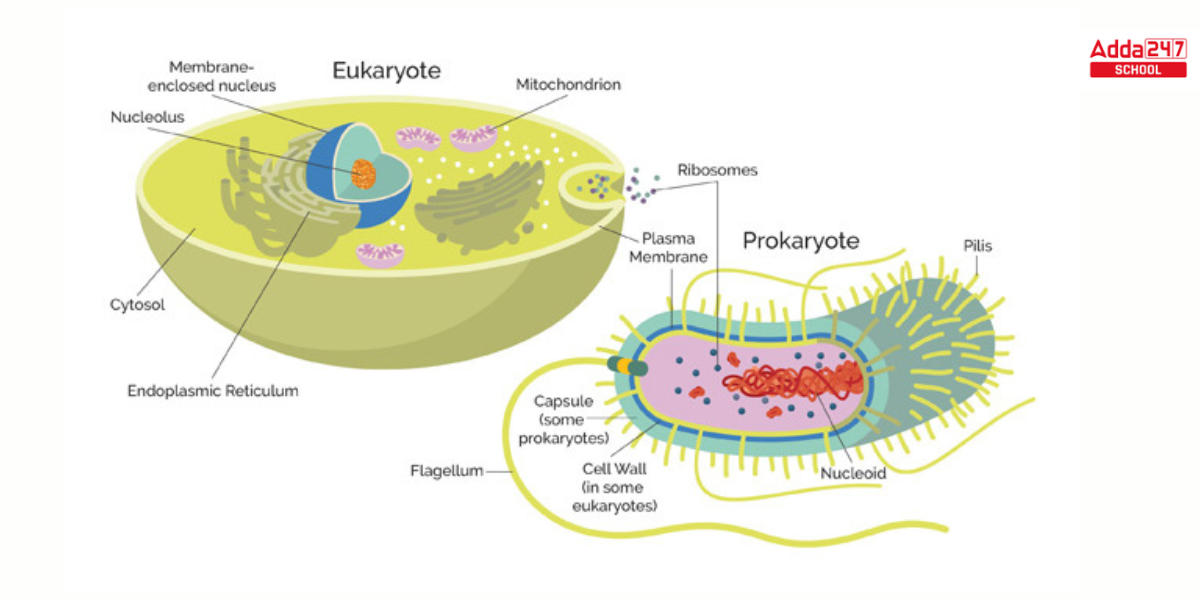 Difference Between Prokaryotic and Eukaryotic Cell for Class 9 & 11 with Examples -_4.1