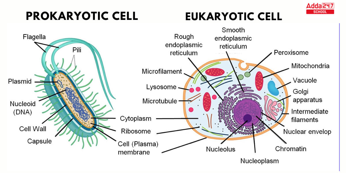Difference Between Prokaryotic and Eukaryotic Cell for Class 9 & 11 with Examples_3.1