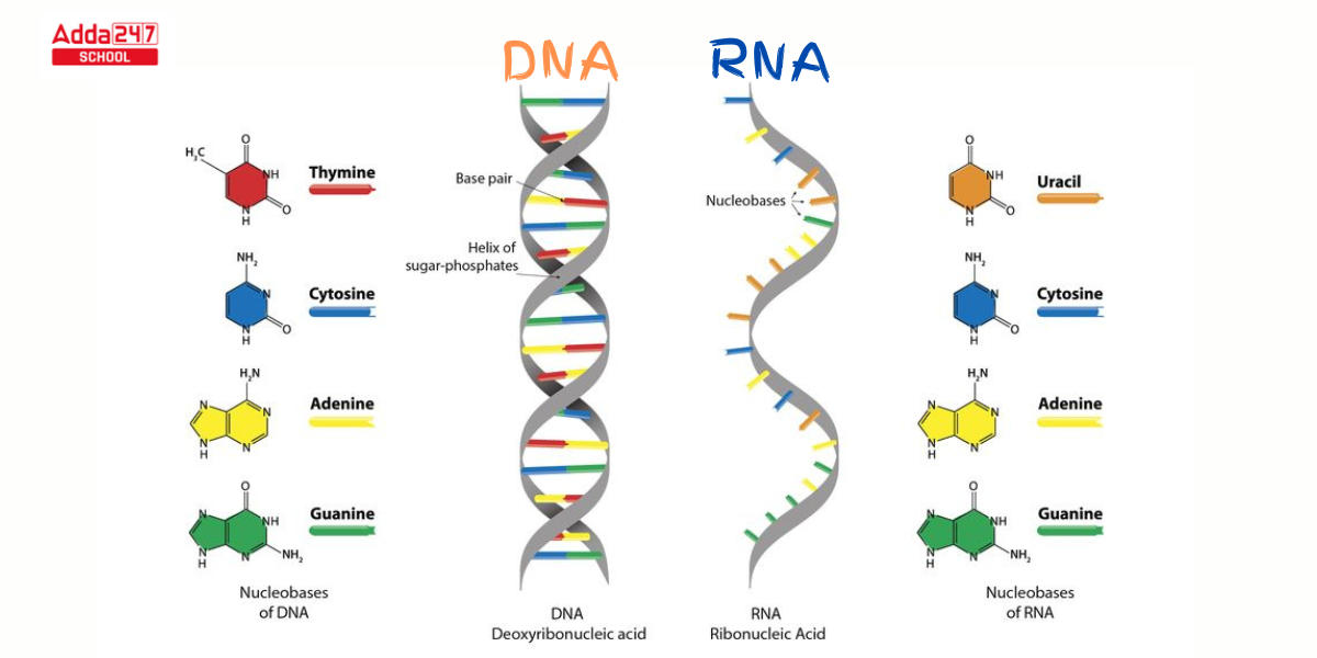 Difference Between DNA and RNA for Class 12_3.1