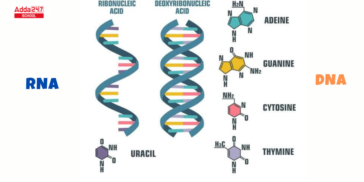 Difference Between DNA and RNA for Class 12