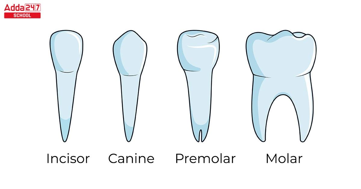 Types of Teeth Diagram