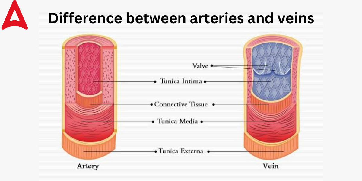 Difference Between Arteries and veins Structure for Class 10_3.1