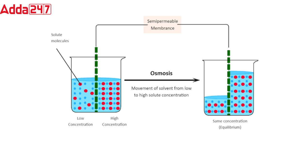 Difference Between Osmosis and Diffusion for Class 9_3.1