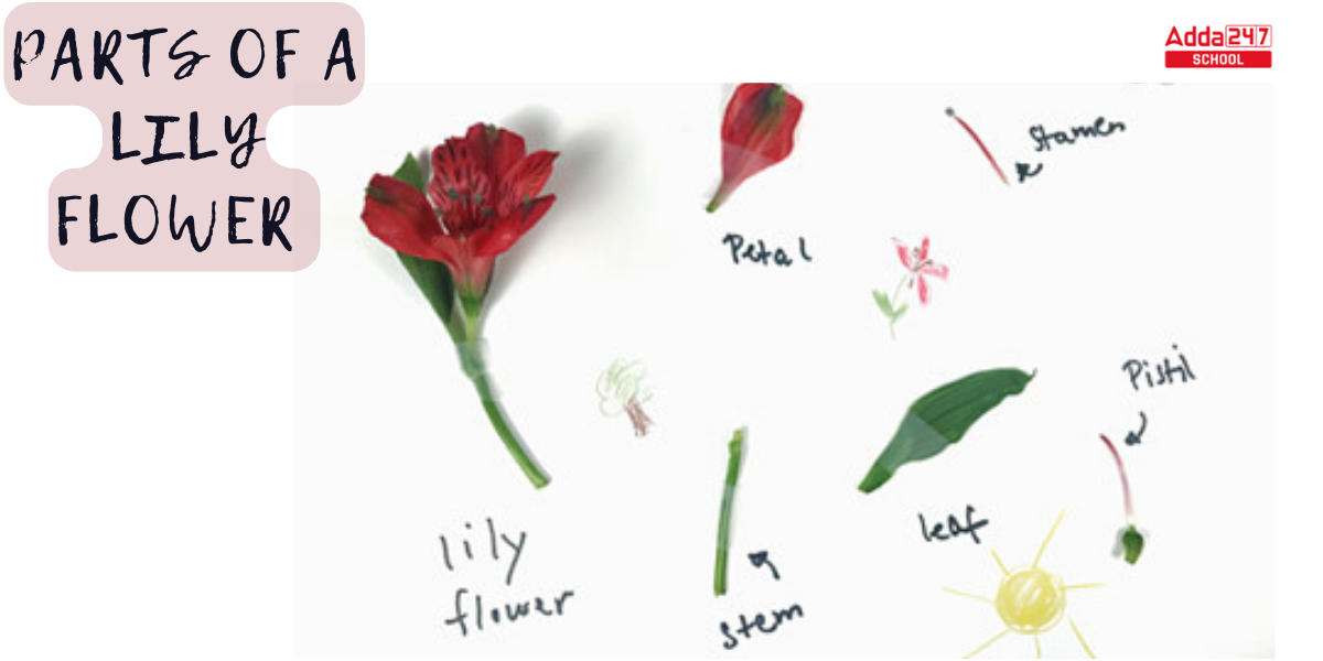 Parts Of A Flower Diagram And Their