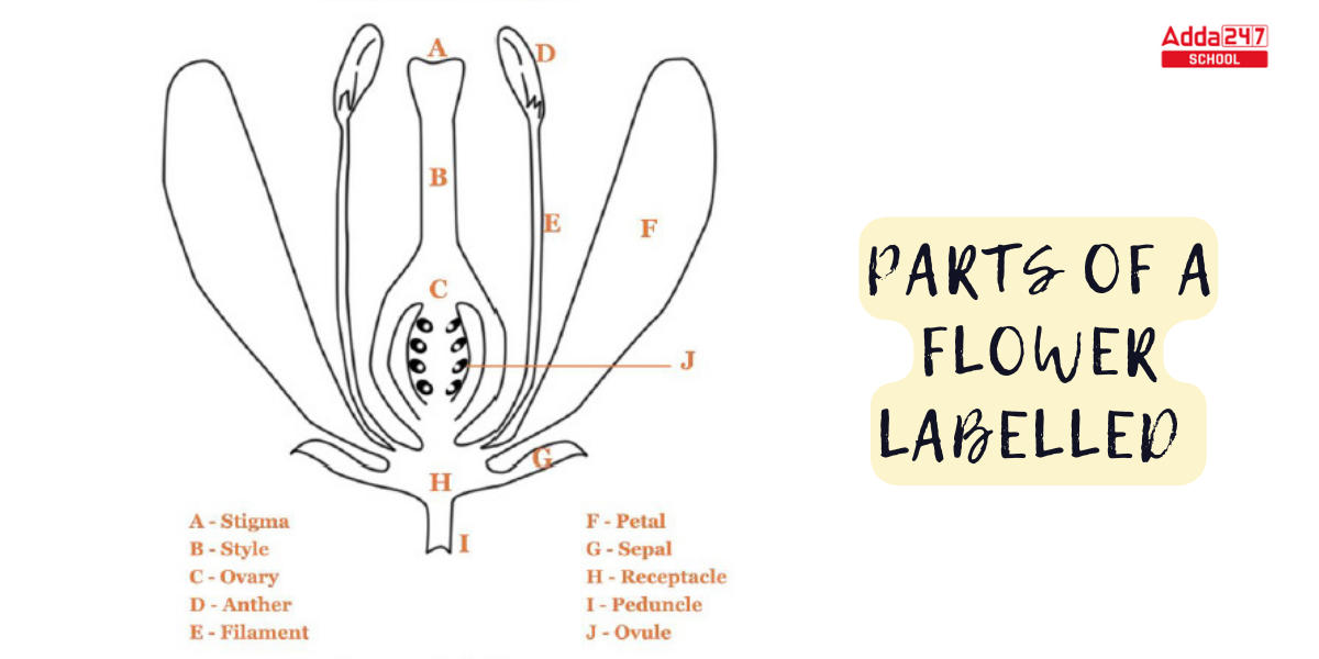 Parts Of A Flower Diagram And Their