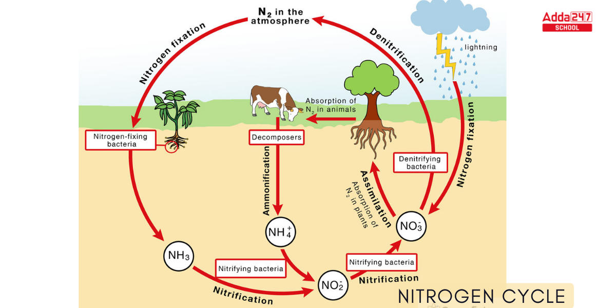 Nitrogen Cycle Steps - Biology Wise