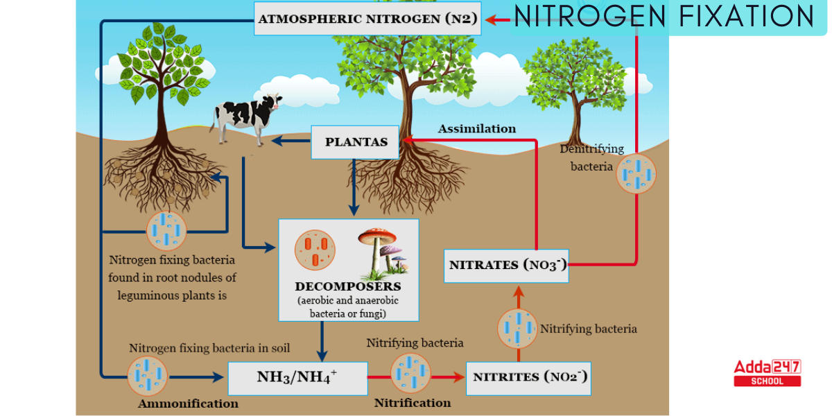 Nitrogen Cycle Diagram, Steps, Drawing for Class 8 & 9_6.1